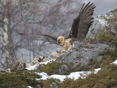 VIDEO. Parc national des Pyrénées : images rares d’un gypaète attaqué par une corneille en plein vol