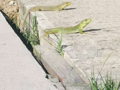 Jurassic Park dans leur jardin : à Castres, le plus grand lézard d’Europe a élu domicile sous la terrasse d’une piscine