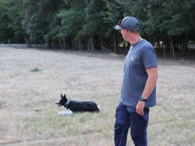 Limoux. Pierre Armbruster forme des borders collies et leur maître