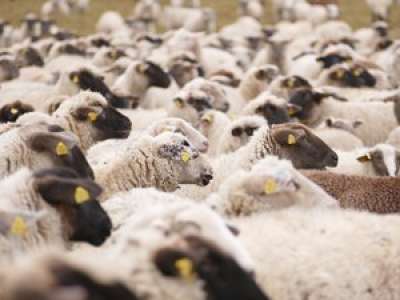 Après de fortes inondations, un troupeau de 200 moutons se retrouve pris au piège et plus de cent autres perdent la vie