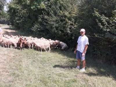 Première transhumance en Tarn-et-Garonne : les brebis de la famille Fau seront en vedette dimanche 4 août