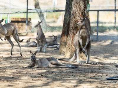 On a testé pour vous la visite du parc australien de Carcassonne