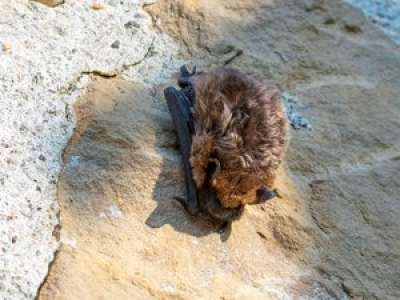 Les chauves-souris prolifèrent dans des halls d’immeubles, elles ne sont pas enragées, mais ont le don de déranger