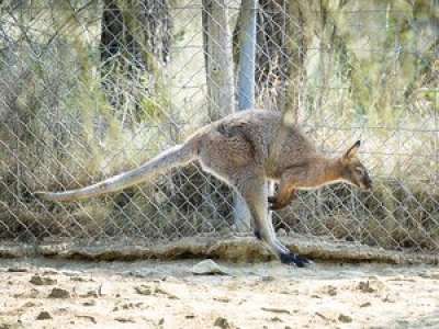 Le parc australien fête ses 20 ans avec vous !