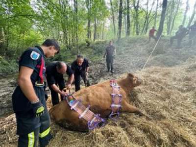 La vache était coincée dans la rivière au sud de Toulouse, elle échappe à une mort certaine grâce aux pompiers