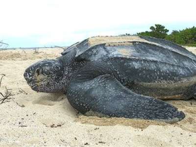 Taille de 2 mètres, poids de 500 kilos… la plus grande tortue du monde a été aperçue au large de la Manche