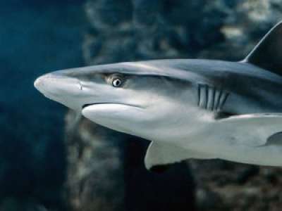 VIDEO. Sous l’œil médusé des vacanciers, un requin s’approche très près d’une plage héraultaise