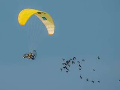 Migrations : rare, un vol d’ibis chauves 