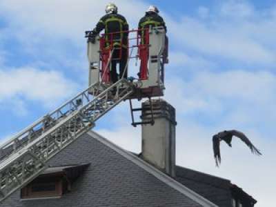 Lourdes : un vautour sauvage élit domicile sur les toits et se joue des pompiers venus le capturer