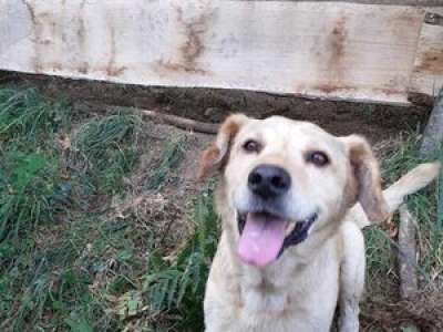 Un propriétaire retrouve en quelque mois ses deux chiens labradors… 10 ans après leur disparition et dans deux communes distantes de 300 kilomètres