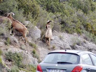 Le Parti animaliste s’émeut du sort réservé aux chèvres divagantes