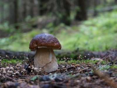  Retraités Égarés en Forêt pendant la Cueillette de Champignons : Une Aventure Inattendue !