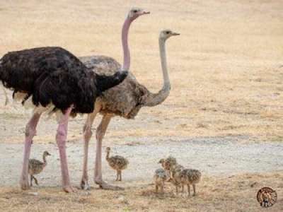  «Sigean : Naissance inédite de six autruchons à la réserve africaine»