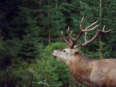  «Cerf pourchassé par une meute : premier incident de chasse à courre de la saison»