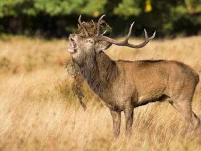 Comment le brame du cerf a empêché la tenue d’une rave-party en pleine forêt