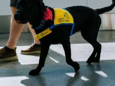 Un chien sauve la vie de son maître en fauteuil roulant tombé à l’eau : 