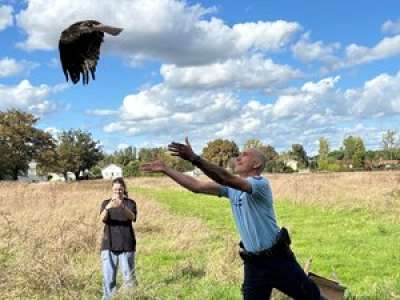 La gendarmerie du Gers relâche un aigle après plusieurs semaines de soins