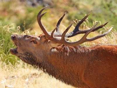 Brame du cerf : une immersion dans la nature sauvage de l’Aude