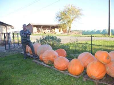 Il cultive d’énormes citrouilles, pesant plusieurs dizaines de kilos, dans son jardin d’Ansan