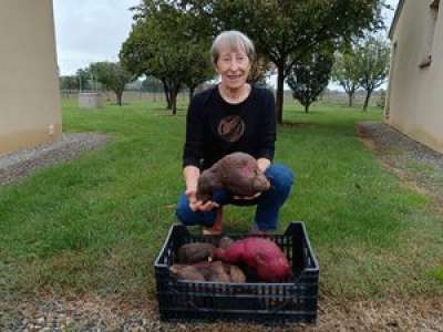 À l’ouest de Toulouse, Marlène a récolté une patate douce de 4 kilos dans son jardin