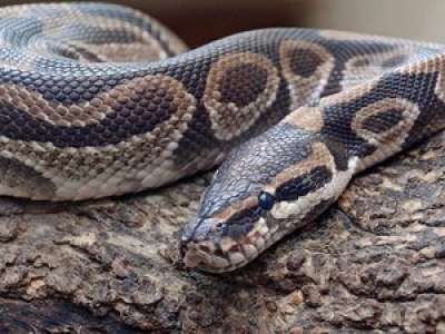 Après la découverte d’un premier python lundi, un second s’échappe et reste introuvable dans un village du Lot-et-Garonne