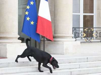 Emmanuel Macron accueille deux nouveaux chiens à l’Elysée, comment les a-t-il appelés ?