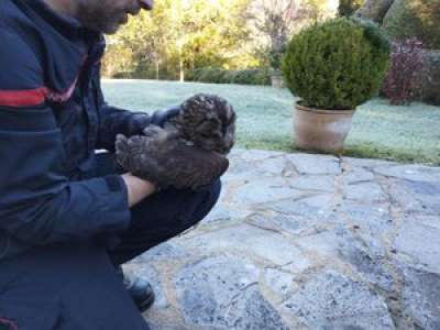 Un hibou grand-duc coincé dans une cheminée est sauvé in extremis par les pompiers