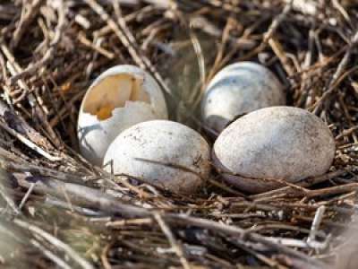 Les élèves et le personnel d’une école intoxiqués au monoxyde de carbone à cause… d’un nid d’oiseau