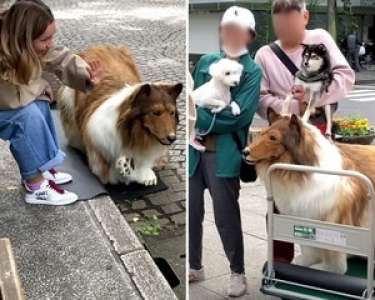 Un chat du quartier a un problème de cambriolage