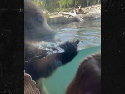 Un ours brun mange des canetons devant des enfants horrifiés au zoo de Seattle