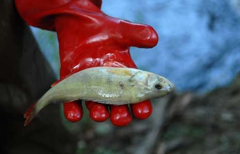  La pollution  sonore fragilise la sant  des poissons 24H 