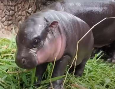 Présidentielle américaine					En Thaïlande, un bébé hippopotame pygmée a prédit la victoire de Trump