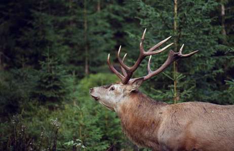  Cerf poursuivi par des chasseurs cherche refuge à la gendarmerie