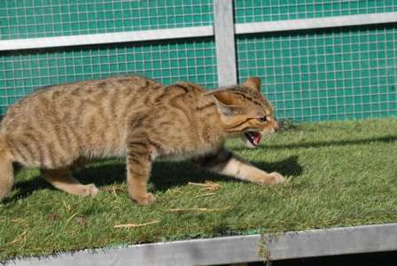 Il abat d’un coup de fusil un chat forestier, espèce protégée, sous les yeux des agents de l’OFB de la Nièvre, impuissants