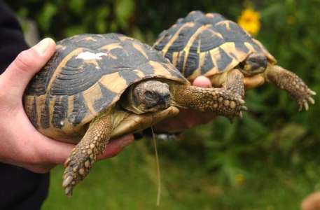 États-Unis	            Une femme tente de faire passer une trentaine de tortues protégées vers le Canada en kayak