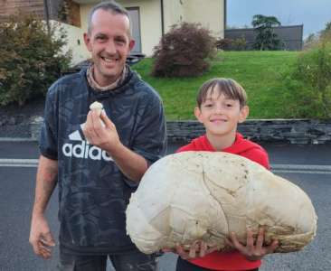 Champignons		            Une énorme vesse-de-loup de plus de 5 kilos trouvée par un enfant de 11 ans en Moselle