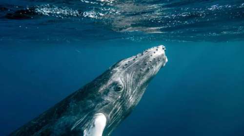 International		            Coincée dans un port à cause de filets de pêche pendant 22 heures, la baleine à bosse a été libérée