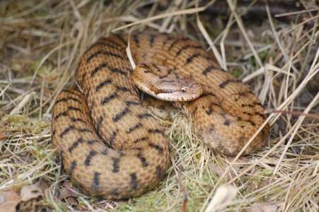 Vipère, couleuvre... les serpents sont actifs au printemps : comment réagir lorsque l’on en croise un ?