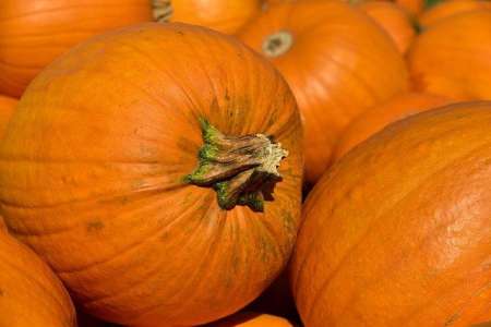 Insolite	            Un potiron géant de 500 kg dans le jardin d'un habitant de l'Indre