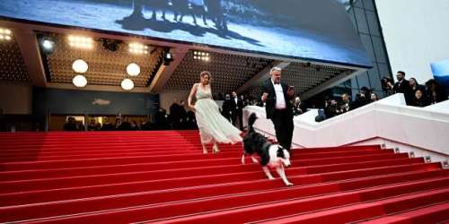 En direct, Cannes 2024 s’ouvre sous le signe de #metoo : « un film écrase la concurrence au niveau de l’attente, le “Megalopolis” de Francis Ford Coppola »