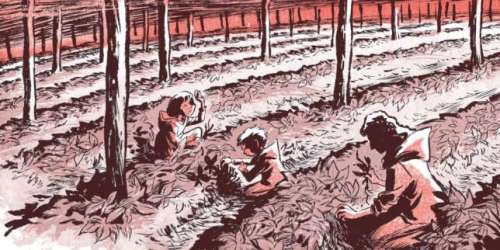 Nos choix de BD et mangas de la rentrée : « Antipodes », « Walicho », « Ginseng Roots », « Impénétrable »…