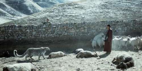 « Le Léopard des neiges » : au Tibet, passes d’armes autour d’un fauve piégé