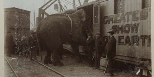 « La Tragique Histoire de Fritz l’éléphant », sur Arte : itinéraire d’un pachyderme voyageur malgré lui