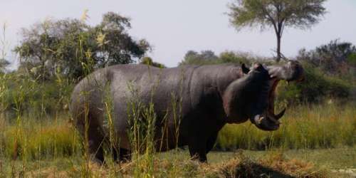 Avec « Pepe », Nelson Carlo de Los Santos Arias réalise une fable postcoloniale sur l’hippopotame de Pablo Escobar