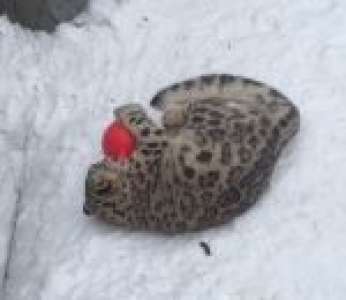 Un léopard des neiges s'amuse avec une balle dans un zoo  (Japon)