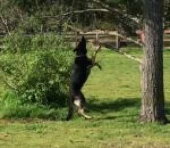 Ce chien a trouvé le bâton parfait pour jouer avec mais il y a un petit problème