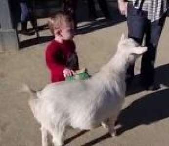 Une chèvre fait peur à un enfant en lâchant un pet