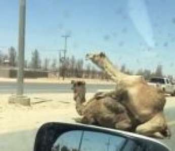 Pendant ce temps-là au Qatar, deux dromadaires bloquent l'autoroute