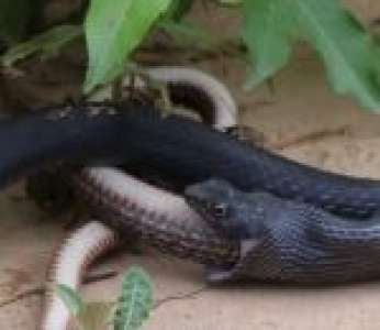 Dérangé par un cameraman, un serpent régurgite un autre serpent encore vivant