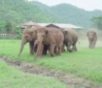 Un troupeau d'éléphants court pour voir un éléphanteau orphelin, le nouveau pensionnaire du refuge